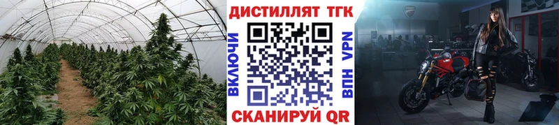 что такое наркотик  Гусев  ТГК гашишное масло 