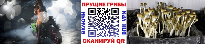 Псилоцибиновые грибы MAGIC MUSHROOMS  купить  цена  Гусев 